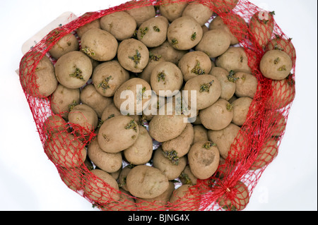 Sprouting seed potato maris piper dans un filet rouge Banque D'Images