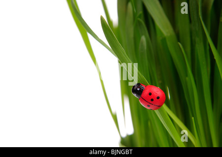 Coccinelle sur les brins d'herbe isolé sur le fond blanc. Banque D'Images