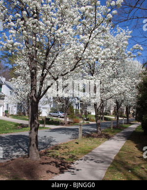 Rue résidentielle en Caroline du Nord avec Bradford poiriers en fleurs Banque D'Images