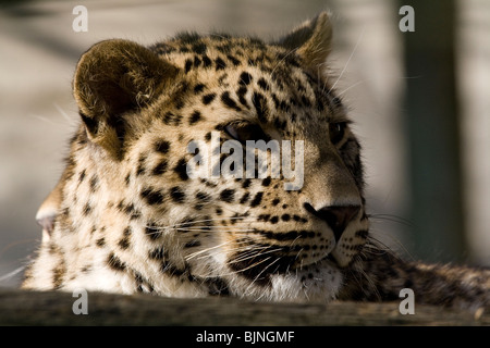 Persian Leopard, alias Panther. Le zoo de Beauval Banque D'Images