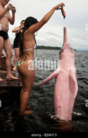 L'écotourisme dans la forêt amazonienne. Les touristes qui alimentent le fleuve Amazone dauphin ou Dauphin du Rose ( Inia geoffrensis ) Banque D'Images