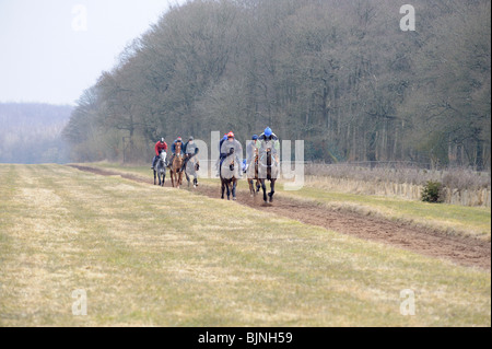 En plein galop des chevaux de la formation Banque D'Images