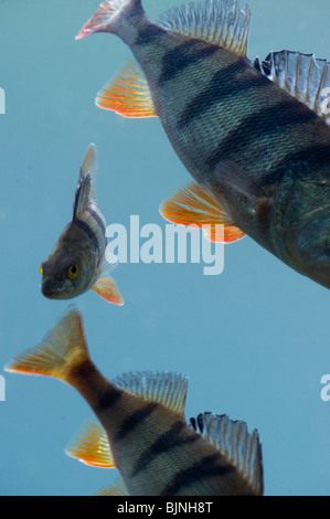 European la perche (Perca fluviatilis) Banque D'Images