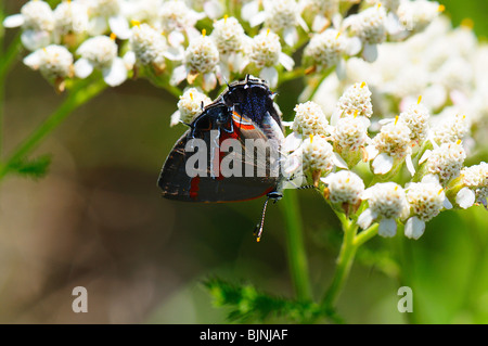 Red-banded Hairstreak Banque D'Images