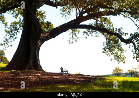 Sous banquette Moreton Bay Fig Tree, Observatoire Park, Sydney, Australie Banque D'Images