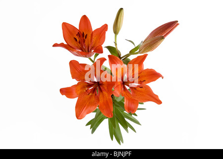 Red lily avec trois fleurs sur le fond blanc Banque D'Images