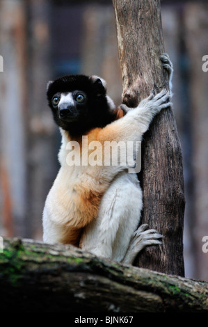 Sifaka couronné Le Propithecus coronatus sur un arbre Banque D'Images