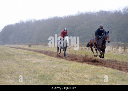 En plein galop des chevaux de la formation Banque D'Images