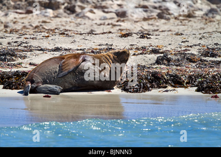 Lion de mer australien (Neophoca cinerea) Banque D'Images