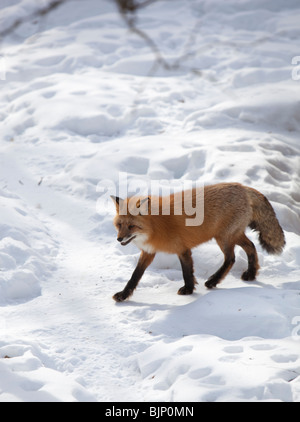 European ( Eurasie ) renard roux ( Vulpes Vulpes ) marchant sur la neige en hiver, Finlande Banque D'Images