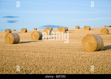 Bottes de foin dans un champ Banque D'Images