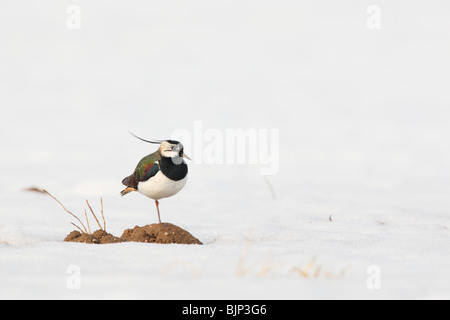 Le nord de sociable (Vanellus vanellus) Comité permanent entre la neige. Banque D'Images