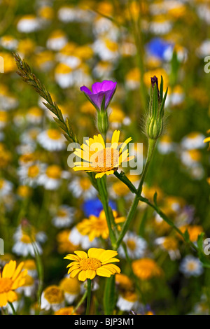 Old hay meadow fleurs sauvages,Corn Marigold, Corncockle, lune dasies Banque D'Images