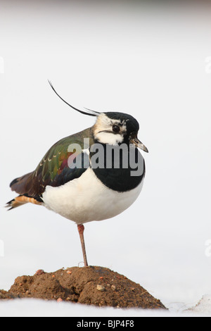 Portrait d'un nord de sociable (Vanellus vanellus) Banque D'Images