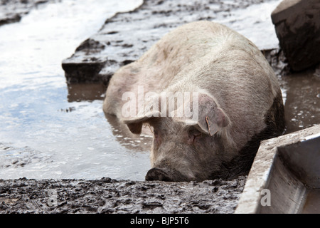 Pose de porcs dans la boue sur la ferme porcine, Witzwil Suisse. Charles Lupica Banque D'Images