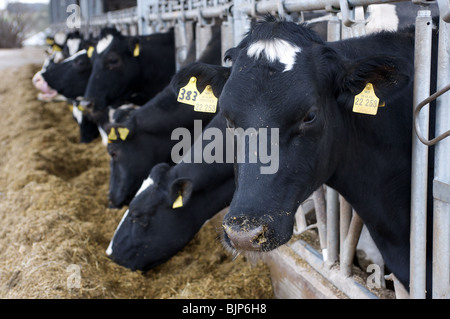 Les vaches laitières Holstein dans une ferme en Allemagne. Banque D'Images