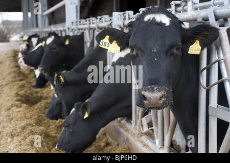 Les vaches laitières Holstein dans une ferme en Allemagne. Banque D'Images