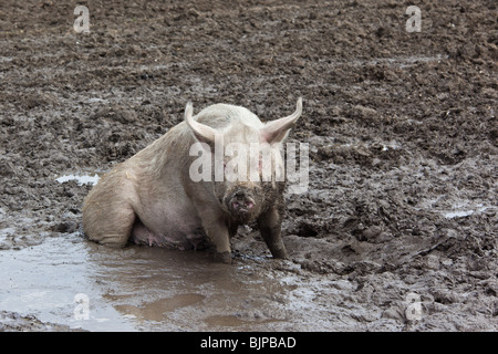 Cochon dans la boue sur ferme porcine, Witzwil Suisse. Charles Lupica Banque D'Images
