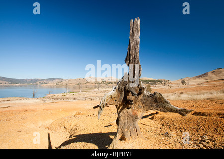 Les arbres qui ont été tués lorsque noyé par la création du lac Eildon, stand de haut et sec que le lac s'assèche en raison de la sécheresse. Banque D'Images