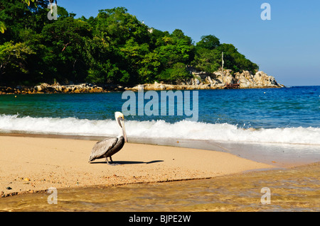 Le Pelican Beach près de l'océan Pacifique au Mexique Banque D'Images