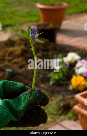 Partie d'une main avec gant vert détient en premier plan une nouvelle image sur fond de fleurs colorées floues pensées, patio de conteneurs Banque D'Images