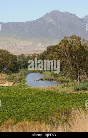 Breede River et la Riviersonderend Mountains une zone de production de vin près de Robertson à Western Cape Afrique du Sud Banque D'Images