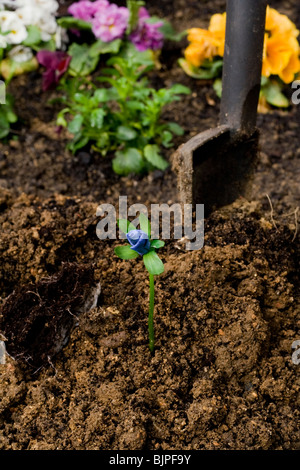 Premier plan, une nouvelle fleur sur fond de couleurs floues pensées, spade dans le sol. Banque D'Images