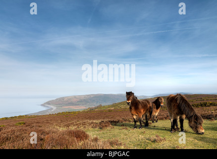 Poneys Exmoor Banque D'Images