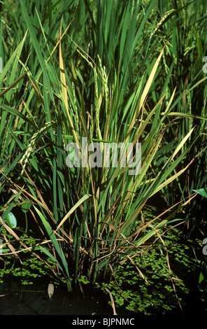 Plant de riz infectées par le virus tungro paddy dans un Banque D'Images