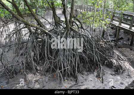 Les racines de mangrove au Sungai Buloh sur la côte nord de Singapour. Banque D'Images