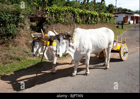 Traditionnel Costa Rica Oxcart Banque D'Images