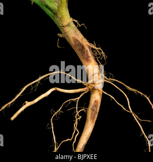 Le chancre de la tige (Rhizoctonia solani) lésions sur les racines et la partie inférieure de la tige d'un plant de pomme de terre Banque D'Images