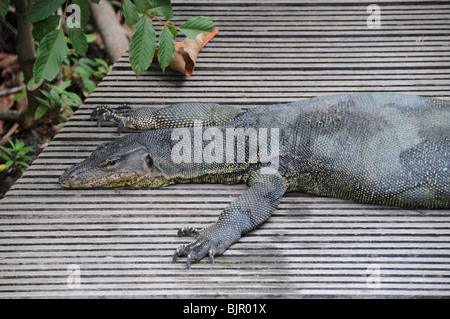 Un varan se trouve sur la promenade à l'entrée de la réserve de Sungei Buloh, Singapour. Banque D'Images