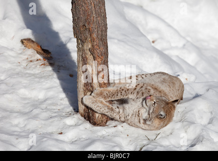 Lynx européen ( eurasien ) ( Lynx Lynx ) aiguisant les griffes sur l'arbre à Winter (Finlande) Banque D'Images