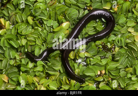 Typhlonectes natans aquatiques, Cécilien, Colombie Banque D'Images