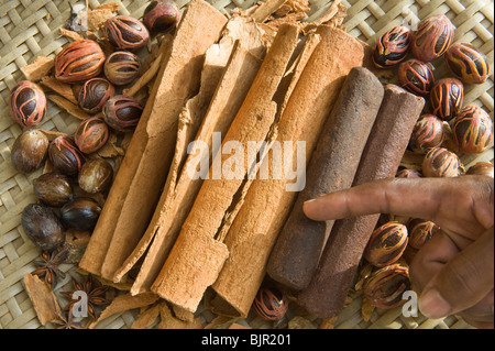 Homme pointant à barres cacao cannelle muscade mace badiane Sainte-lucie Iles du Vent Antilles Caraïbes Amérique centrale Banque D'Images