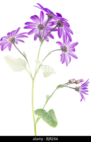 La face inférieure d'un bleu profond (fleur Senetti var.sunsenedibu pericallis hybrides) sur un fond blanc. Banque D'Images