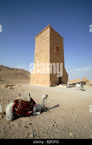 Camel en avant du tours funéraires romaines dans la vallée des tombeaux, Palmyra, Syrie Banque D'Images