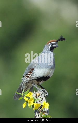 Colin de Gambel Banque D'Images