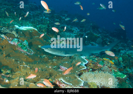 Whitetip reef shark, Triaenodon obesus, Komodo Island, le Parc National de Komodo, à l'Est de Nusa Tenggara, en Indonésie Banque D'Images