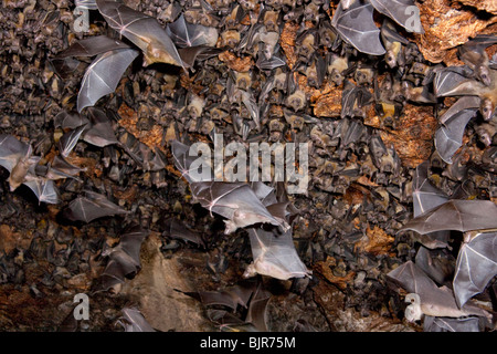 Une colonie de chauves-souris aux fruits égyptiens (Rousettus aegyptiacus) dans une grotte, sur la côte du Kenya. Banque D'Images