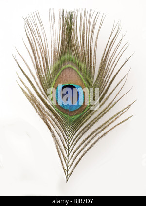 Close-up plume de paon bleu vert Banque D'Images