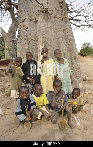 Les enfants avec les fruits du baobab en Gambie Banque D'Images