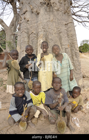 Les enfants avec les fruits du baobab en Gambie Banque D'Images