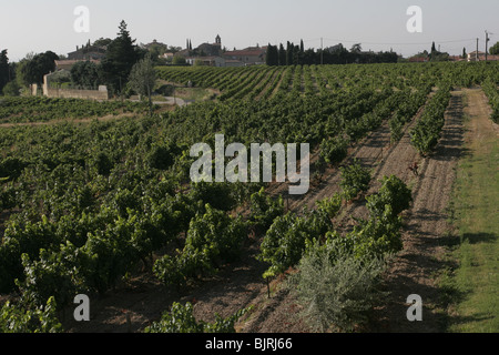 Vignes près de Vacqueyras, Vaucluse, Provence, France Banque D'Images