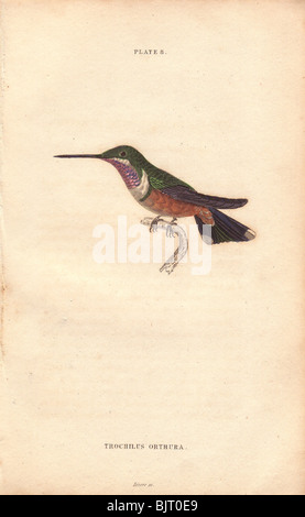 Même-tailed hummingbird amethystine Trochilus (orthura). Maintenant que l'on croit être des mâles immatures woodstar Améthyste. Banque D'Images