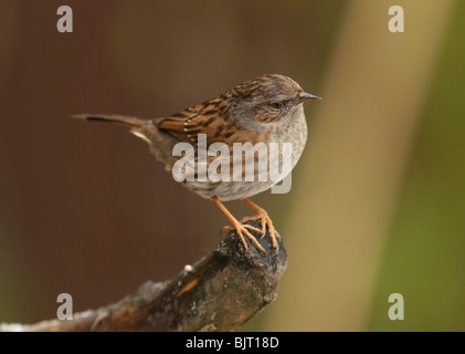 Prunella modularis nid sur une branche de bois en Grande-Bretagne. Banque D'Images