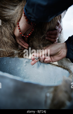 Femme nomade mouton traite en désert de Gobi, en Mongolie. Banque D'Images