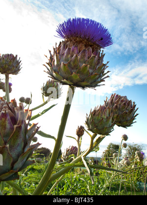 L'Artichaut (Cynara cardunculus) Banque D'Images