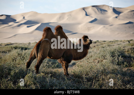 Chameau de Bactriane (à deux bosses) près de Khongoryn Els (Singing Sands) dunes de sable dans le désert de Gobi, en Mongolie. Banque D'Images